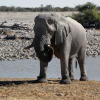 Elefant